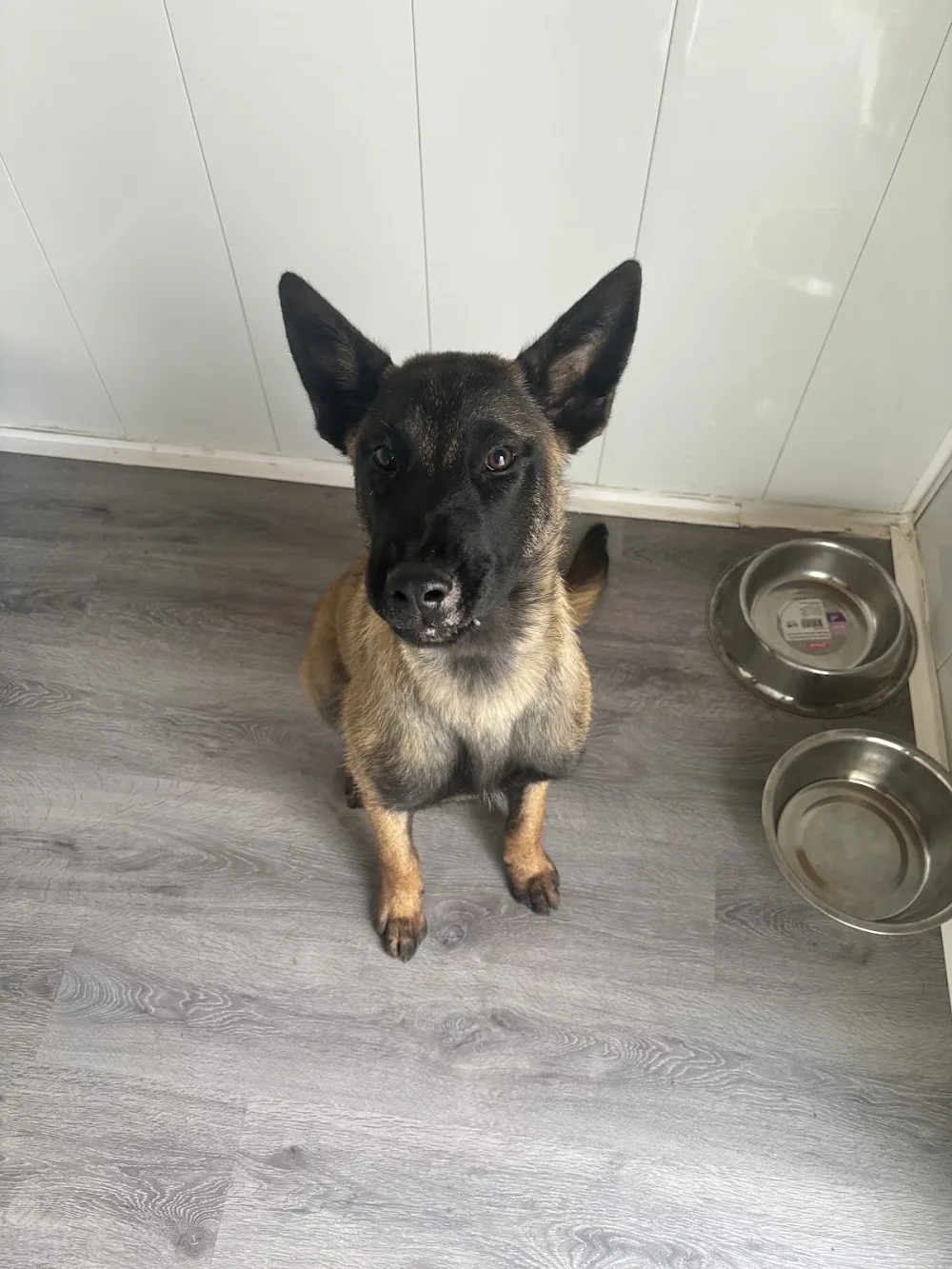Pension canine dog paradise - Bretagne pet otel görseli 3