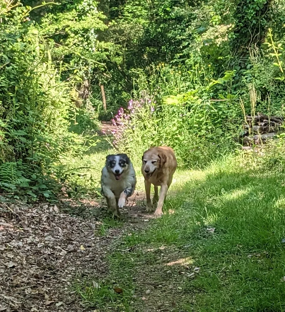 Pension canine du Coetny - Bretagne pet otel görseli 3