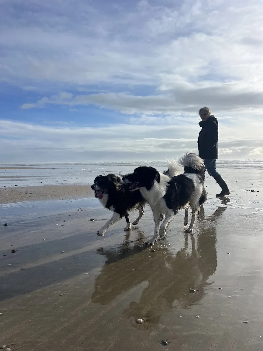 Pension canine familiale - Just Like Home - Bretagne pet otel görseli 2