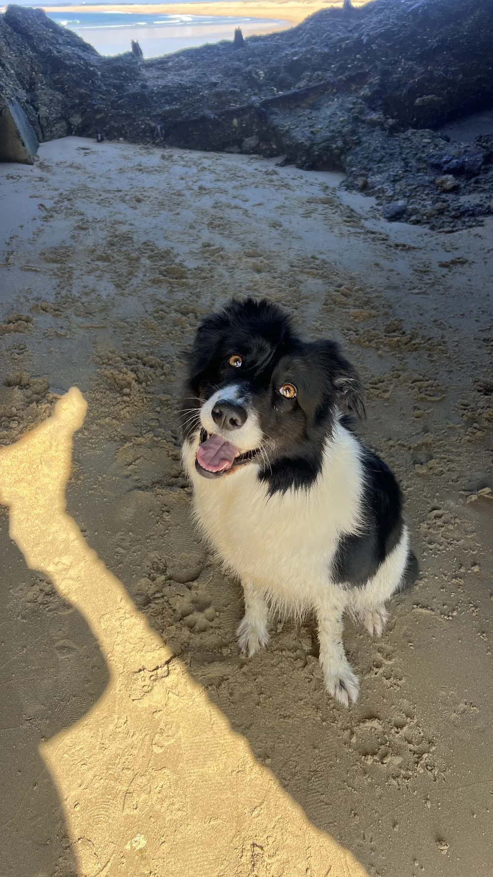 Pension canine familiale - Just Like Home - Bretagne pet otel görseli 3