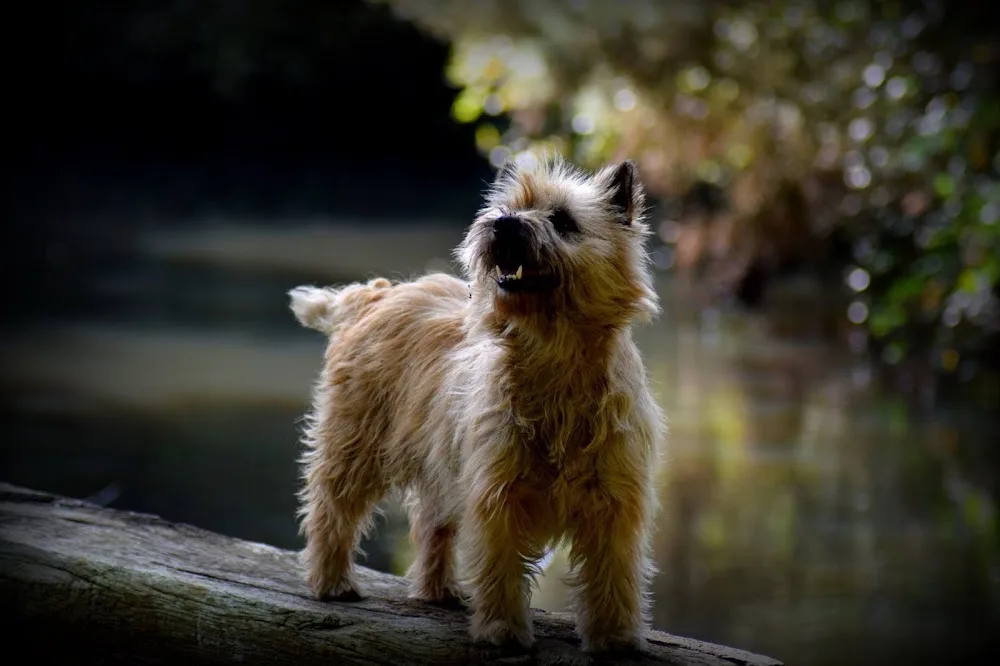 Pension Canine LVC - Bretagne pet otel görseli 3