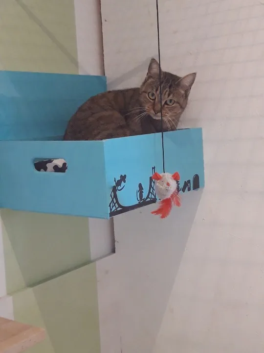 Pension chat O'Zaristochats - Bretagne pet otel