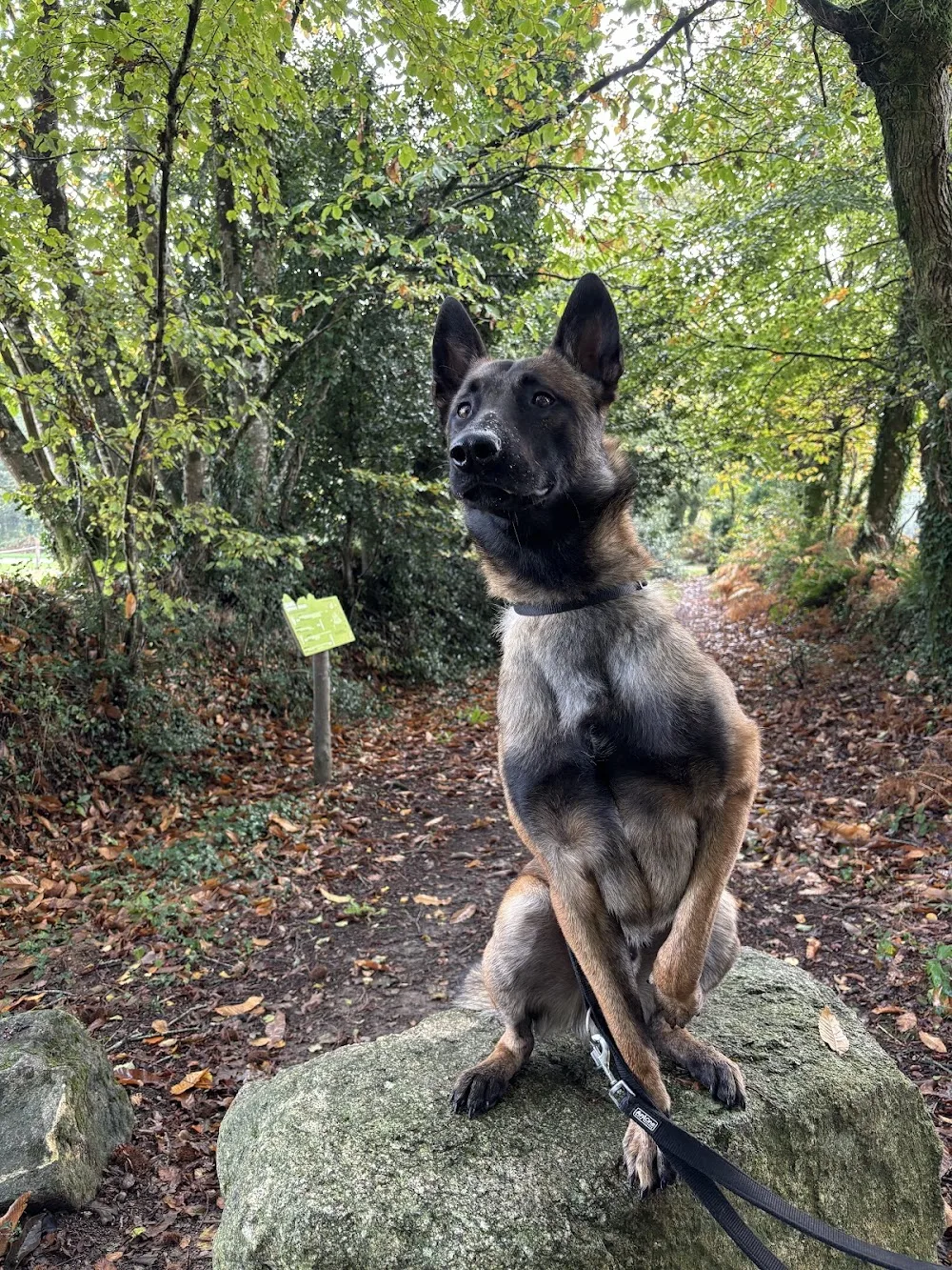 Pension / Education canine et Élevage - Legend'of Ki Breizh - Bretagne pet otel