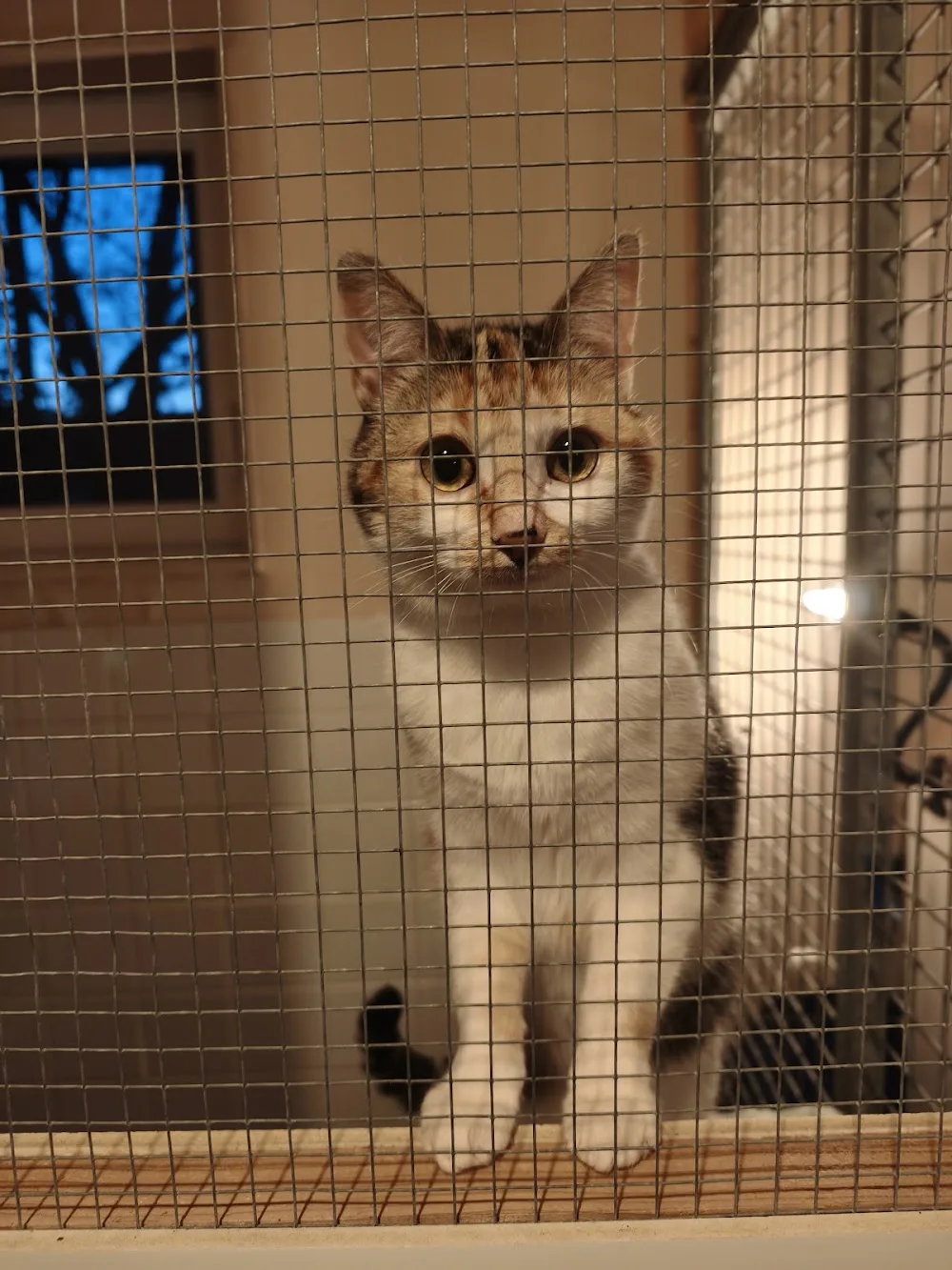 PENSION FELINE BRETAGNE CENTRE - Bretagne pet otel görseli 2
