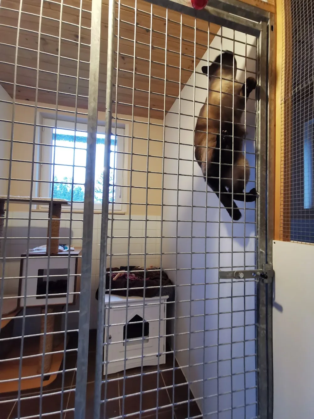 PENSION FELINE BRETAGNE CENTRE - Bretagne pet otel görseli 3