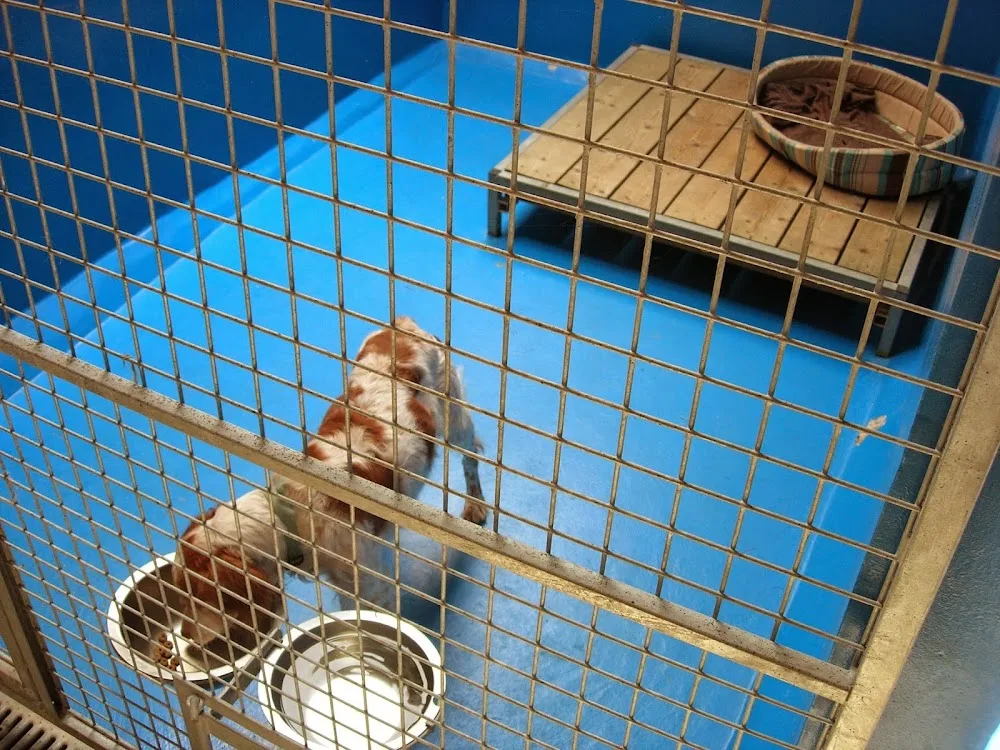 Pension pour chiens et chats Les Chalets Animaliers - Bretagne pet otel görseli 3