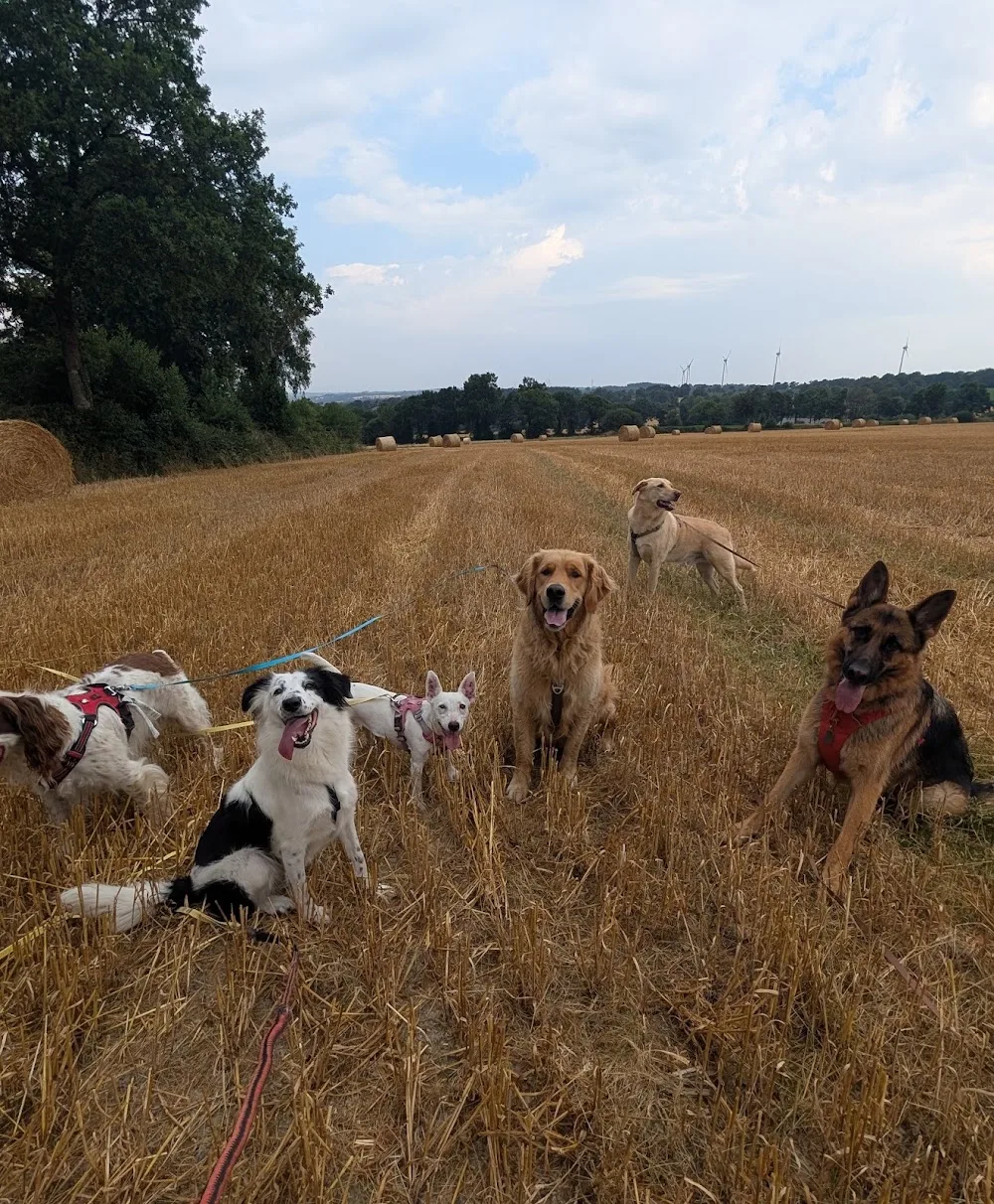 Ranchachien - pension canine - Bretagne pet otel