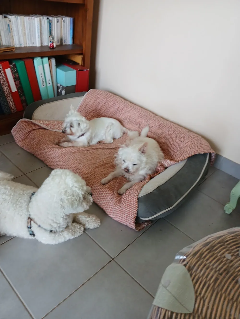 Ribambelle Animale - Bretagne pet otel görseli 2
