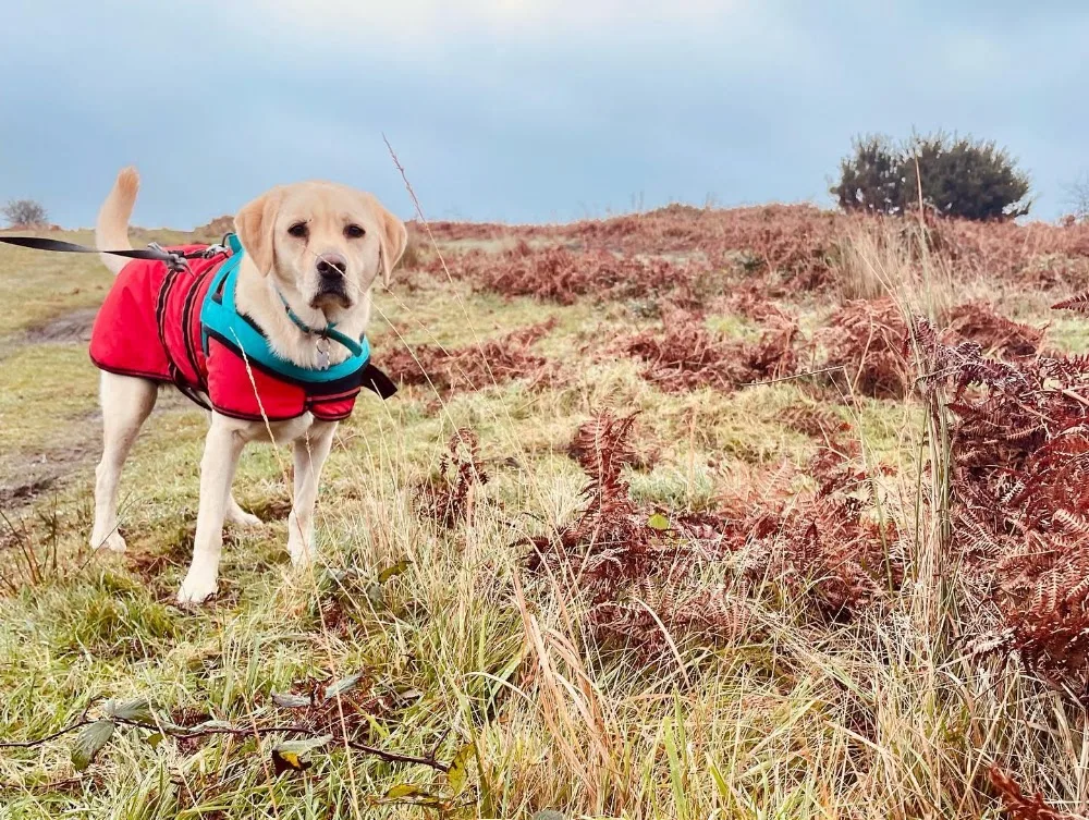 Barkers Lodge Hotel | Dog Kennels Bridgend - Bridgend pet otel