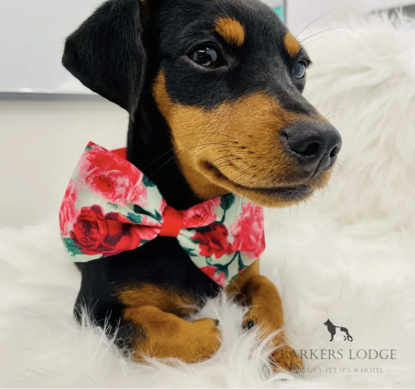 Barkers Lodge Hotel | Dog Kennels Bridgend - Bridgend pet otel görseli 3