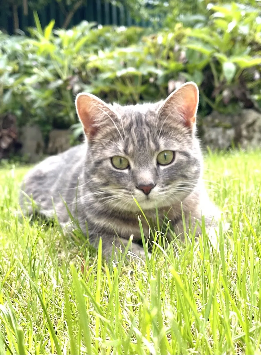 Bizzy Lizzy's Cattery - Bridgend pet otel