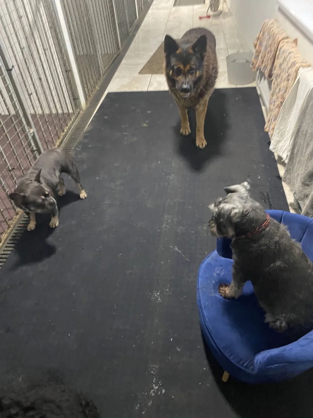 Brodawel Boarding Kennels - Bridgend pet otel