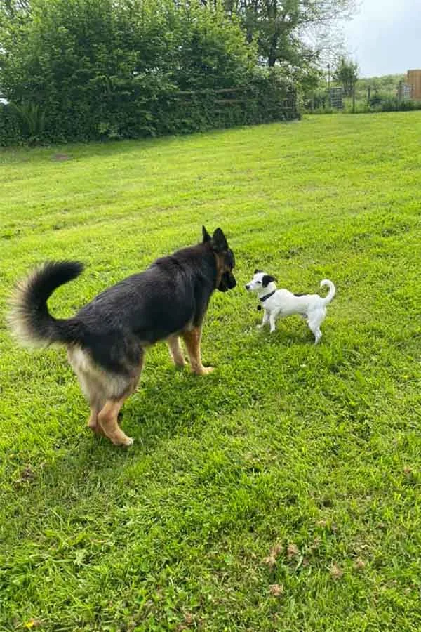 Brodawel Boarding Kennels - Bridgend pet otel görseli 3