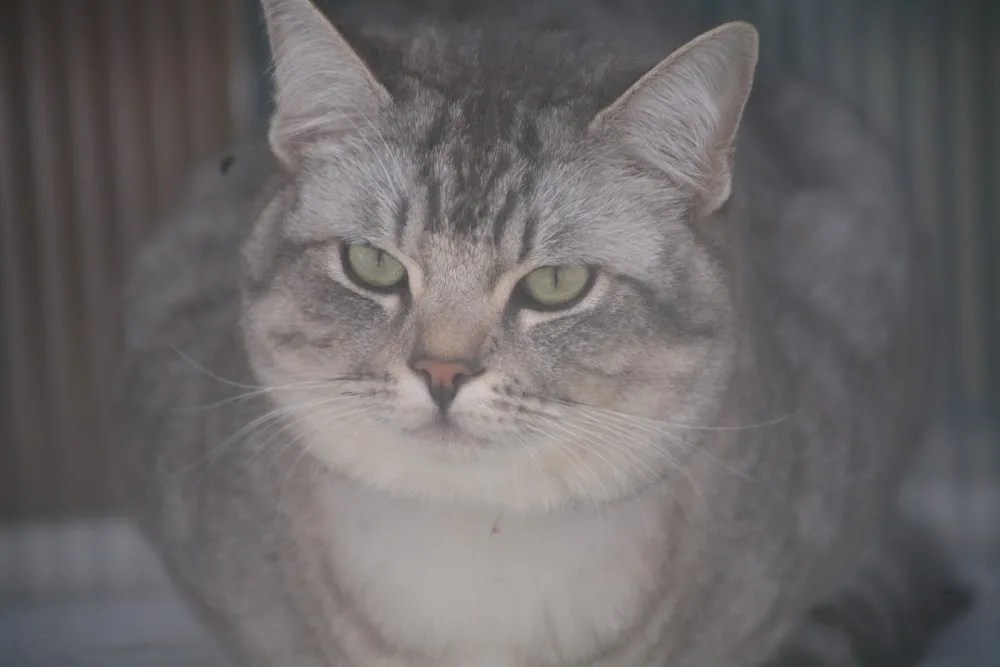 Bryn Cattery - Bridgend pet otel görseli 3