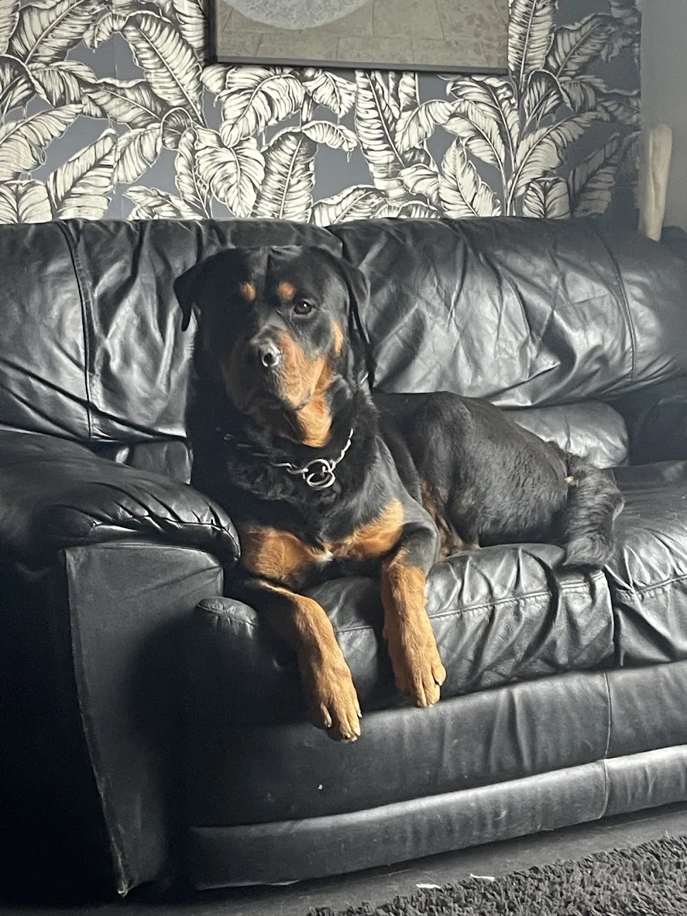 Crosslands Kennels - Bridgend pet otel