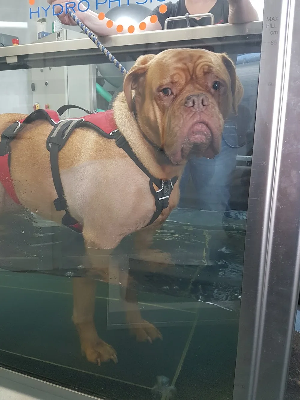 Crosslands Kennels - Bridgend pet otel görseli 3