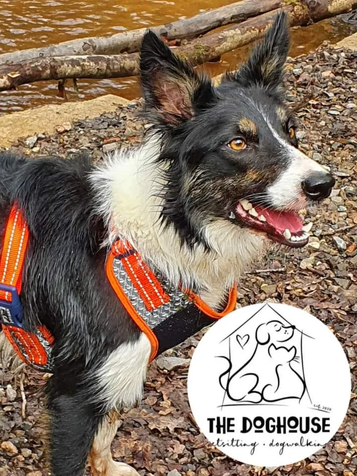 Doghouse doggie daycare & boarding - Bridgend pet otel
