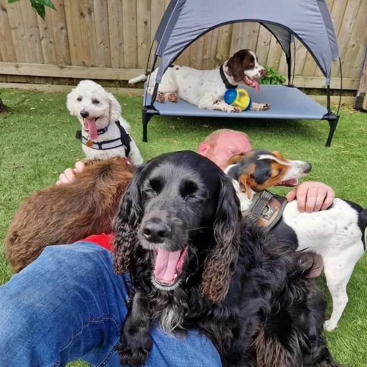 Doghouse doggie daycare & boarding - Bridgend pet otel görseli 3