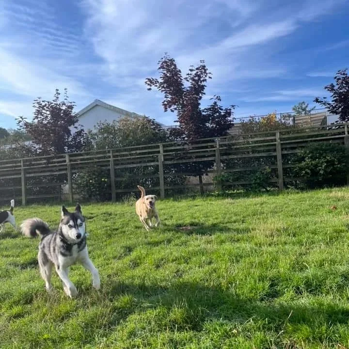 Glasfryn Kennels - Bridgend pet otel