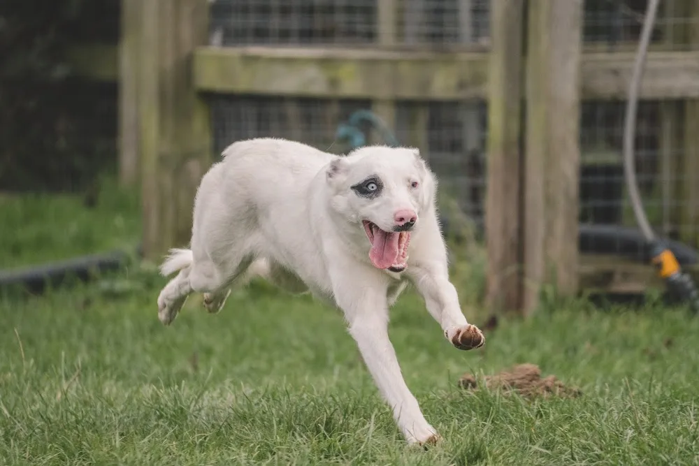 Glasfryn Kennels - Bridgend pet otel görseli 3