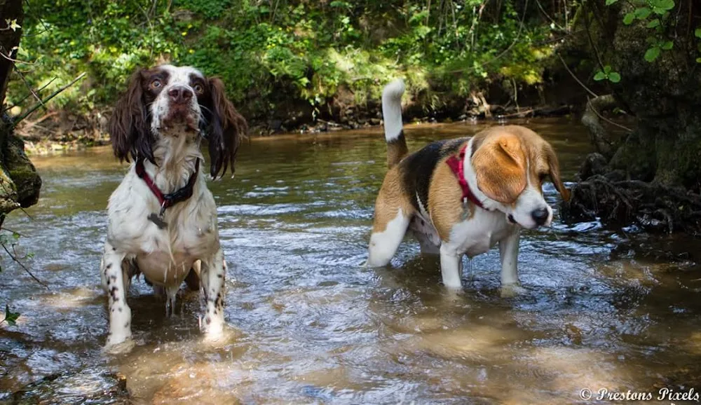 Glyntawel Luxury Dog Boarding and Pet Hotel - Bridgend pet otel