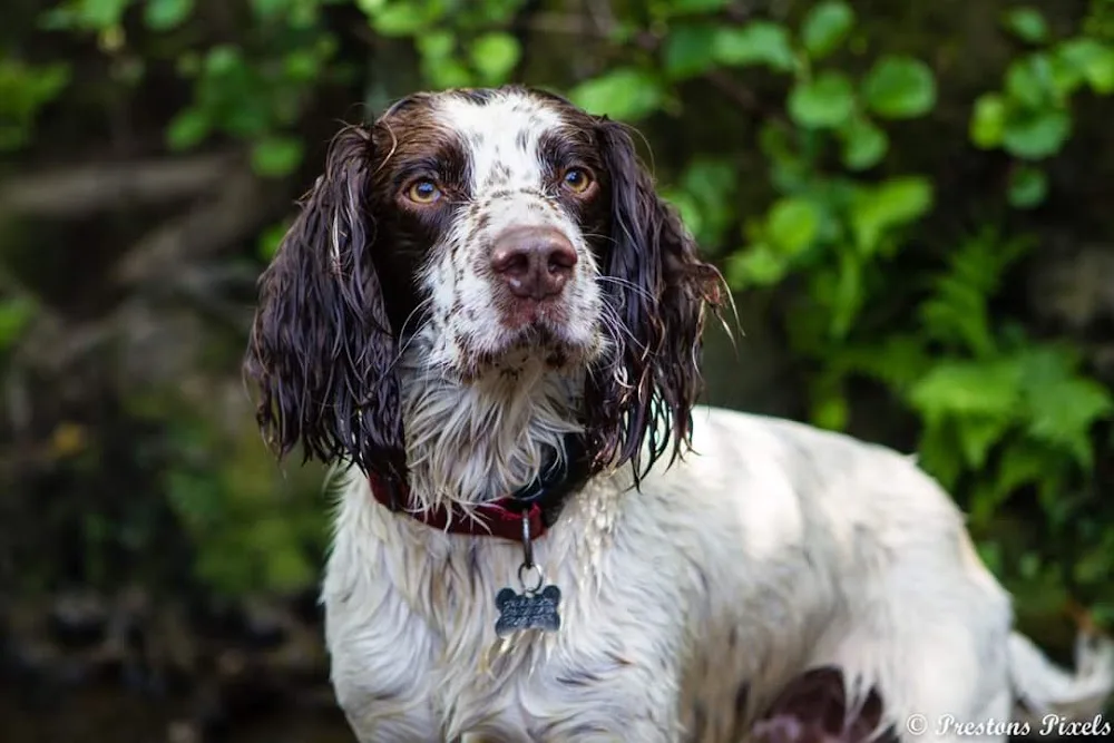 Glyntawel Luxury Dog Boarding and Pet Hotel - Bridgend pet otel görseli 3