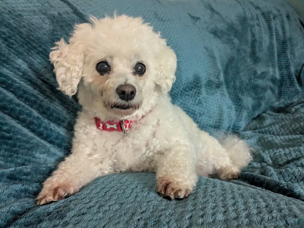 Happy Pups Home Boarding - Bridgend pet otel görseli 2