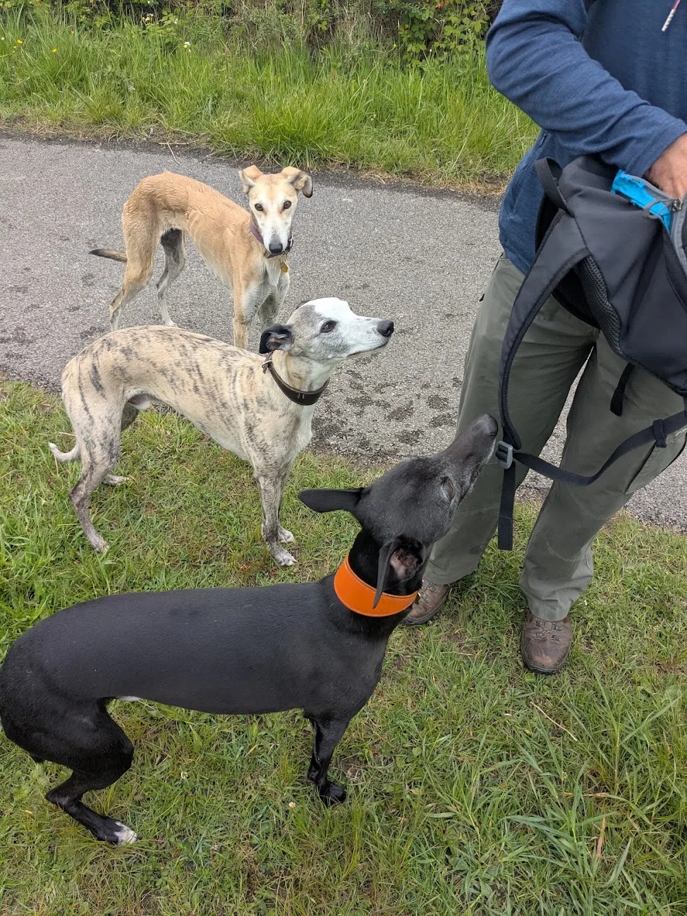 Happy Pups Home Boarding - Bridgend pet otel görseli 3