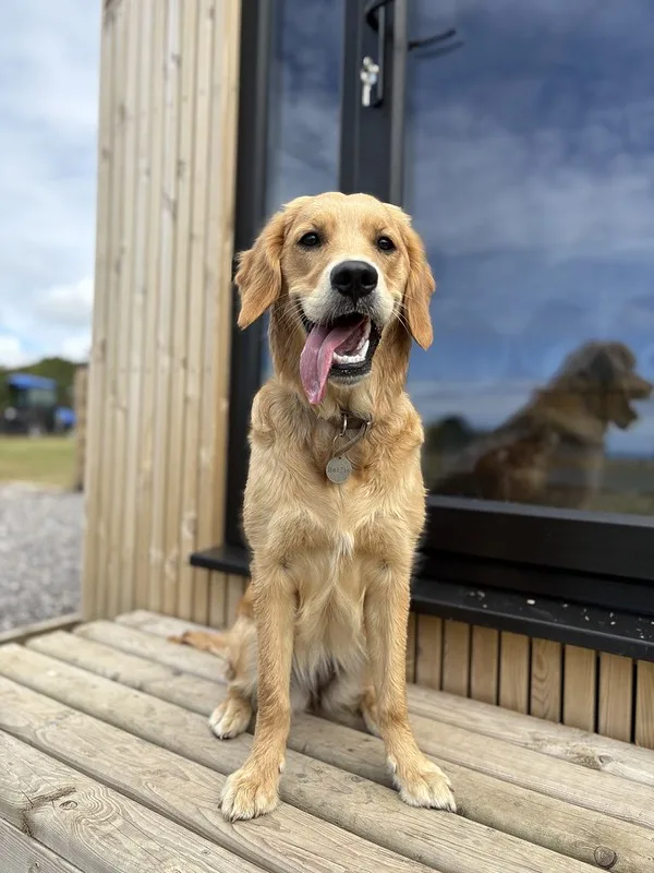 Milele Dog Retreat - Bridgend pet otel