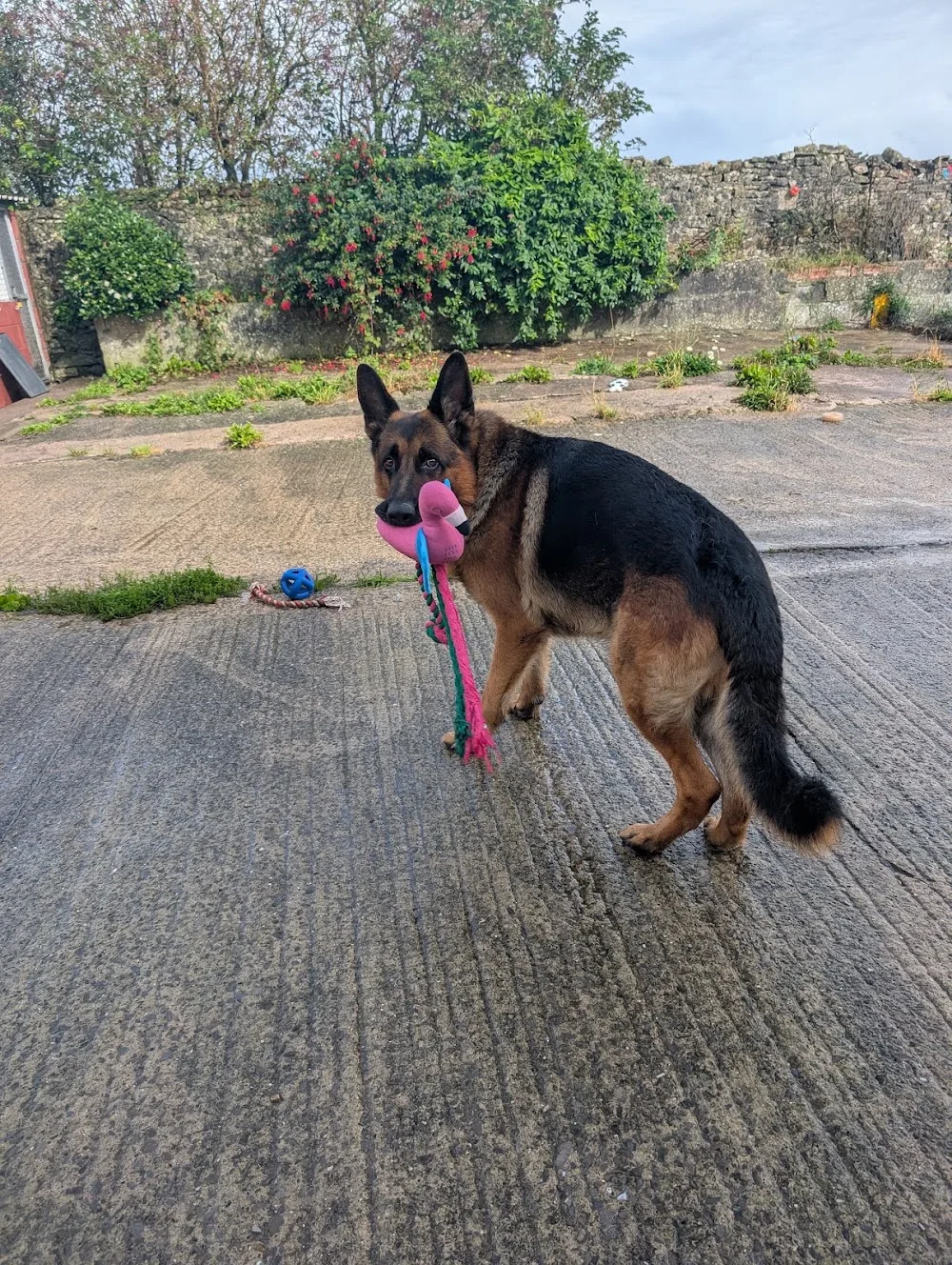 Tythegston Boarding Kennels - Bridgend pet otel