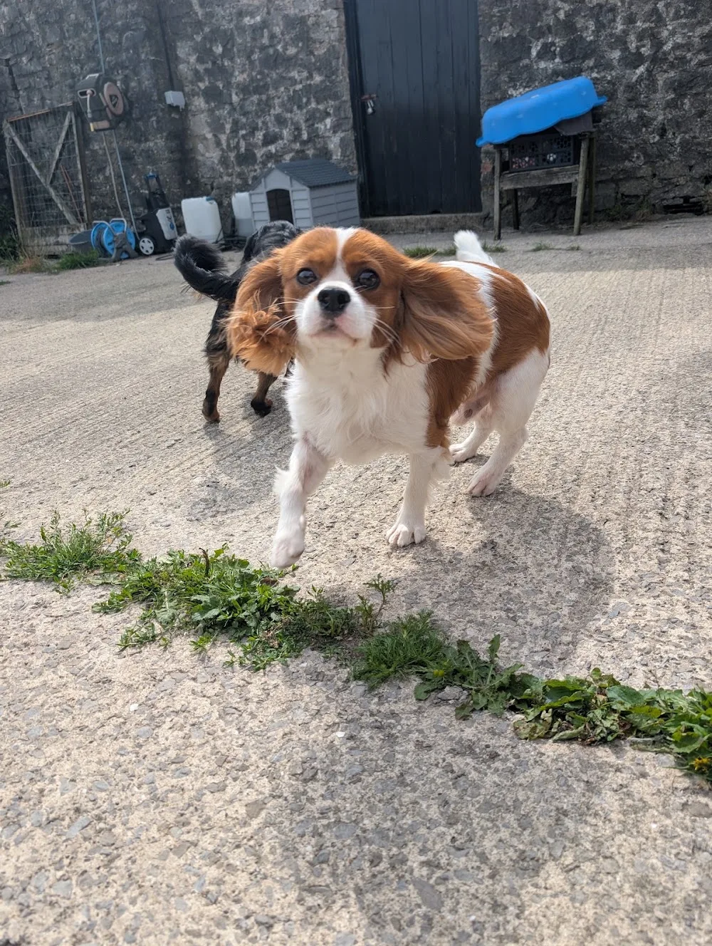 Tythegston Boarding Kennels - Bridgend pet otel görseli 3