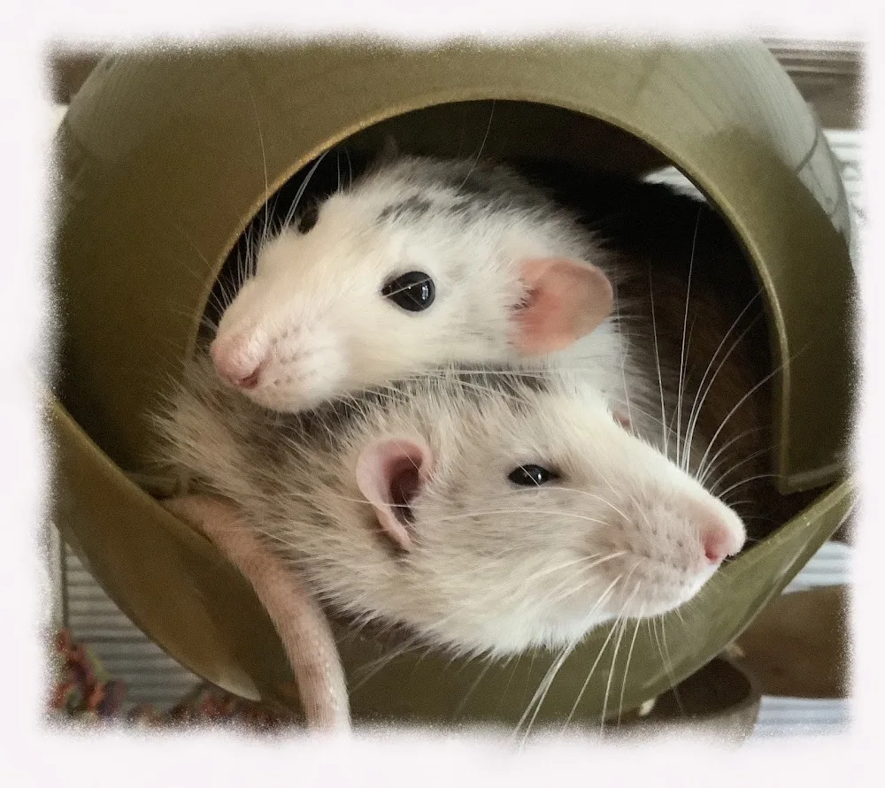 Cosmos Rat Shack - Brighton and Hove pet otel