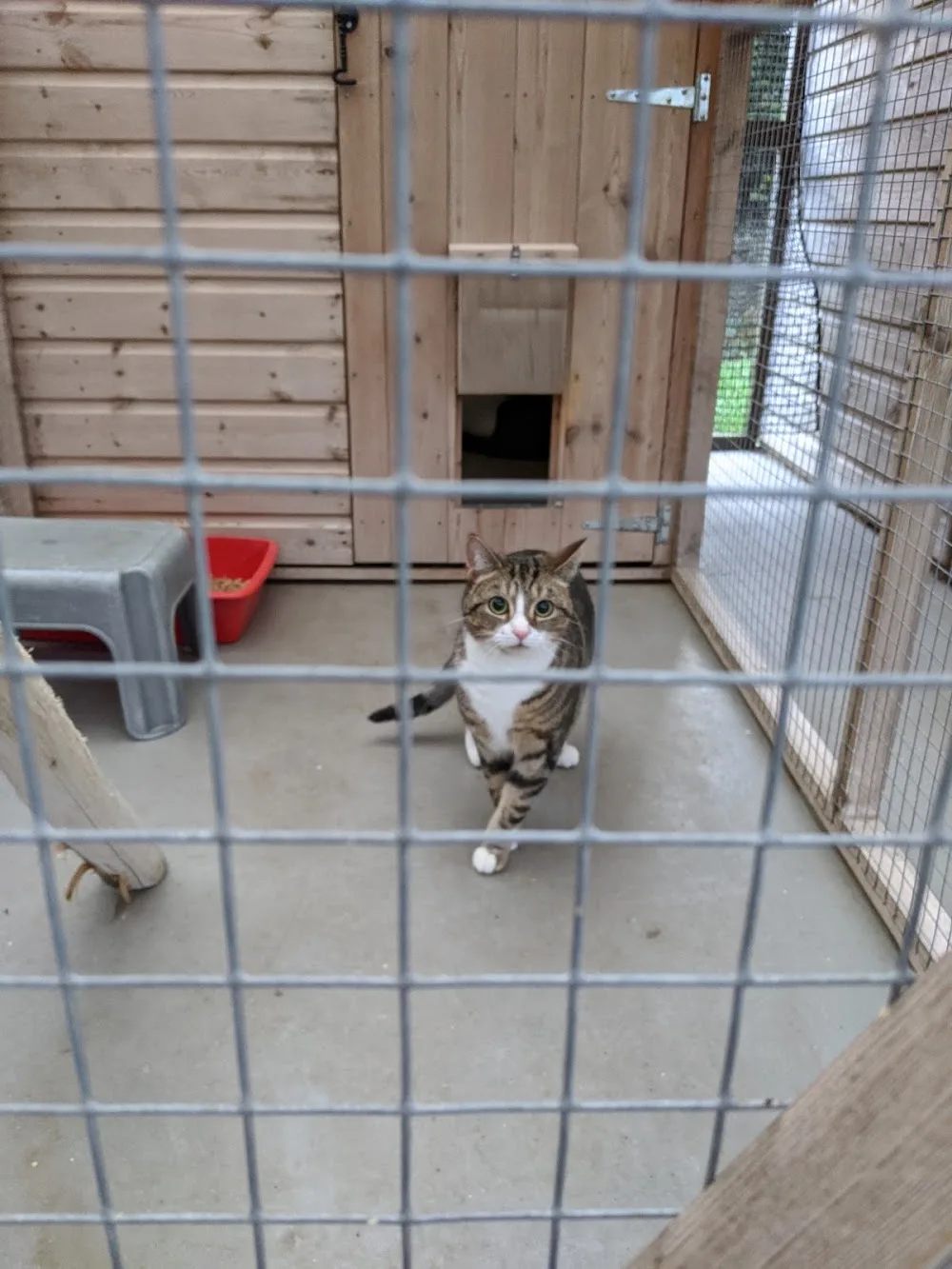 Cuckfield Cattery - Brighton and Hove pet otel görseli 3