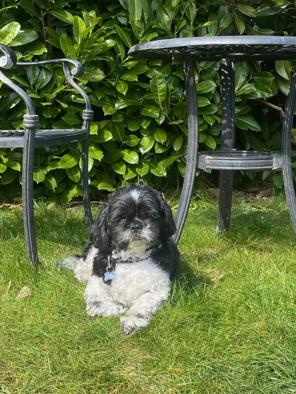 Delightful Dogs Hotel - Brighton and Hove pet otel