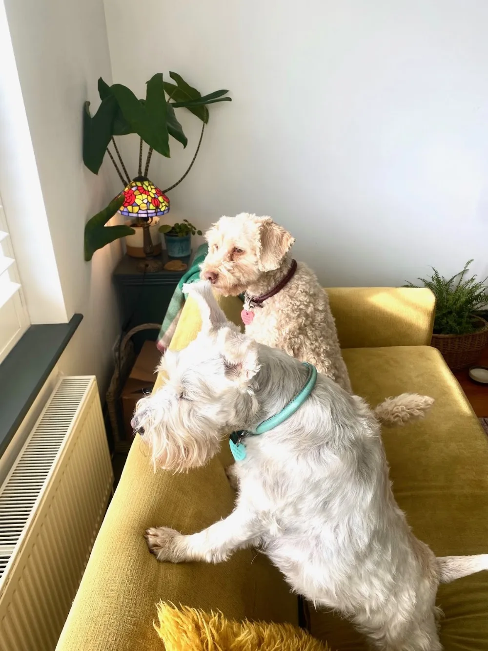 Delightful Dogs Hotel - Brighton and Hove pet otel görseli 3