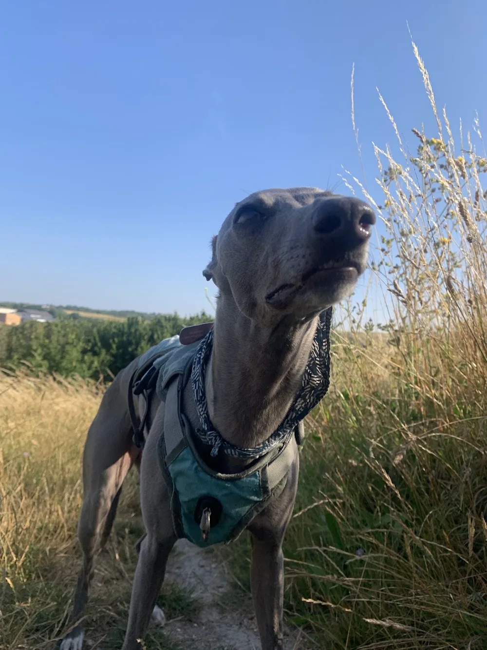 DogStar Dog Daycare & Boarding - Brighton and Hove pet otel