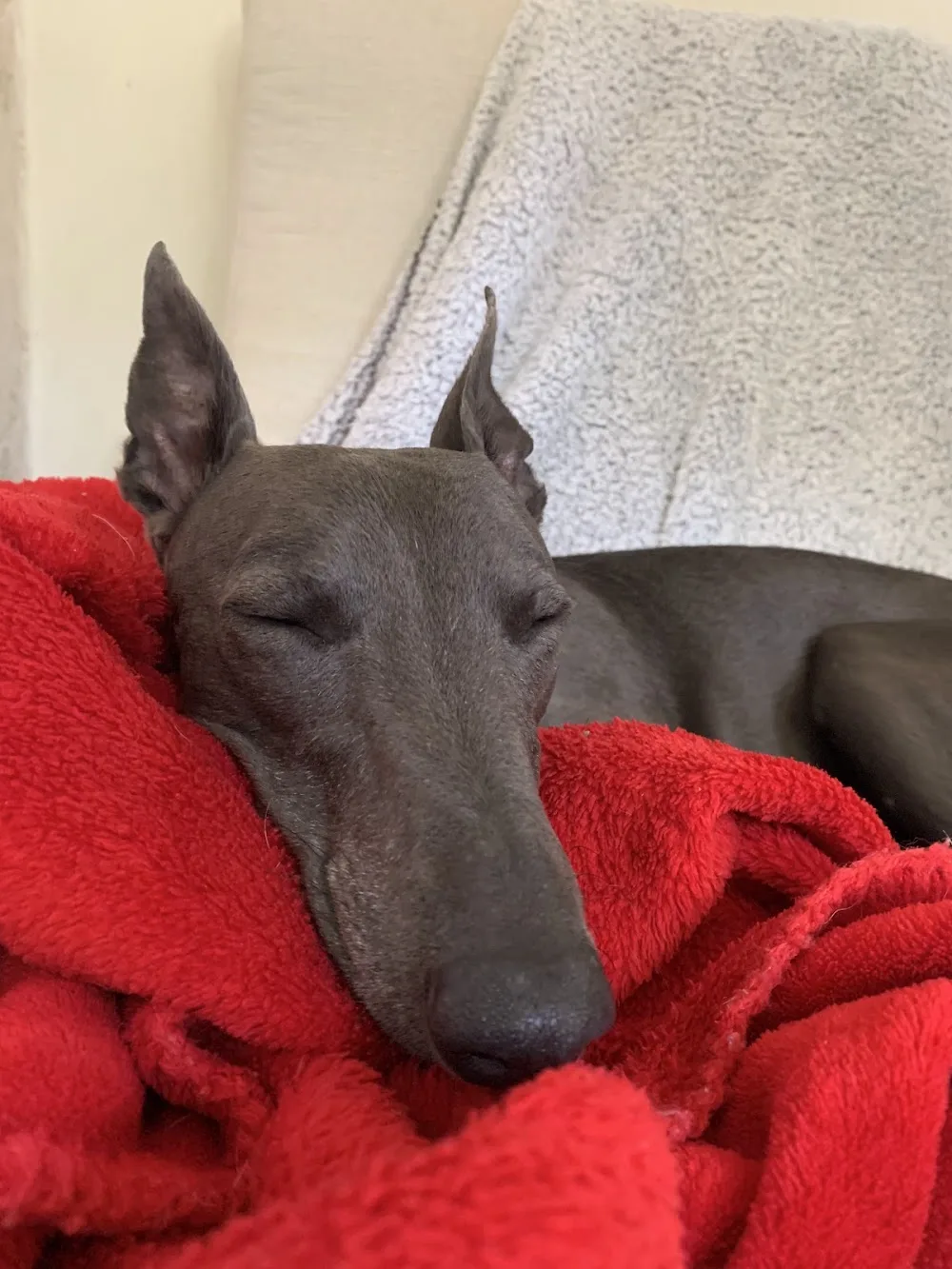 DogStar Dog Daycare & Boarding - Brighton and Hove pet otel görseli 3