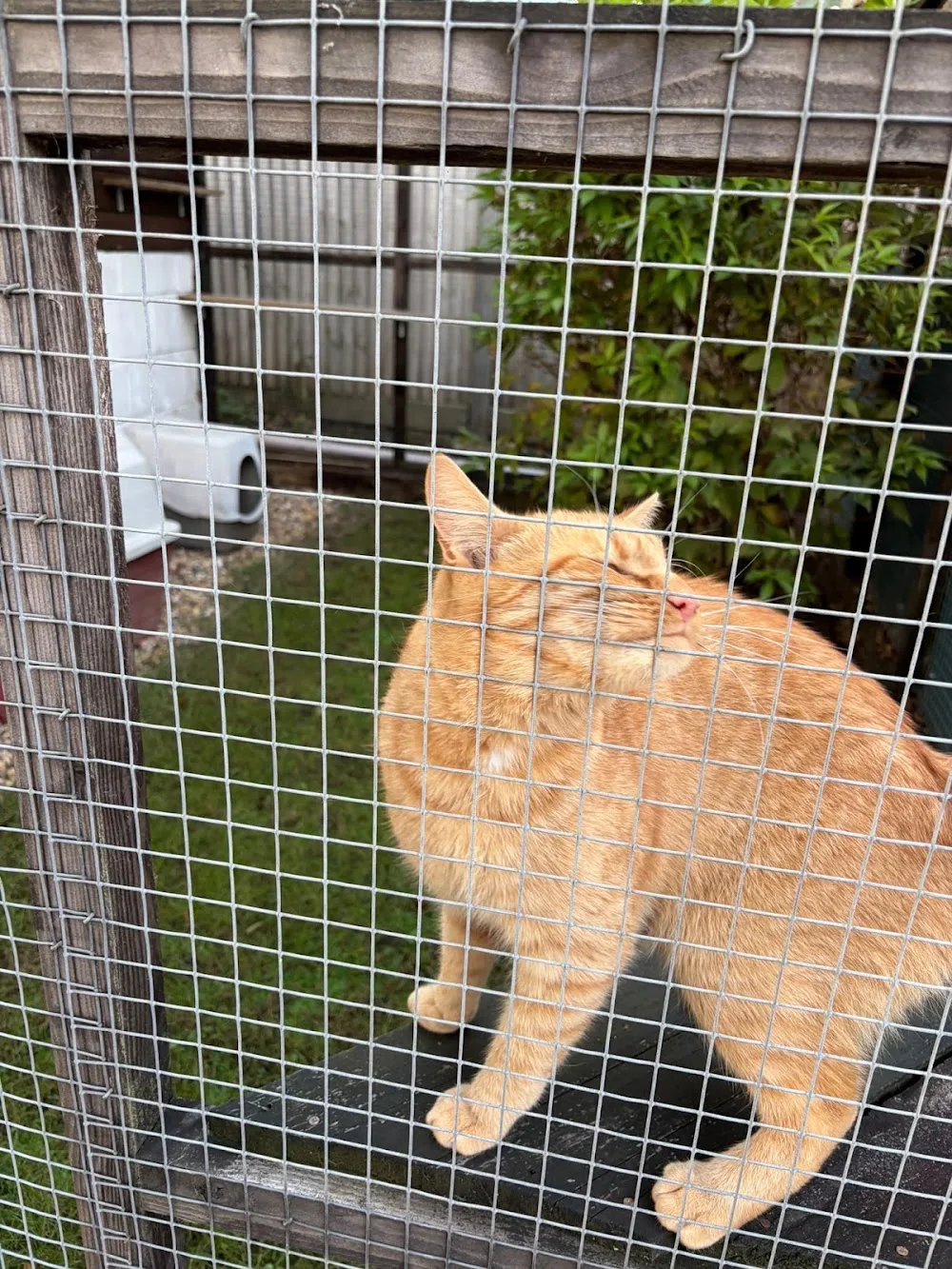 Eastmead Boarding Cattery - Brighton and Hove pet otel