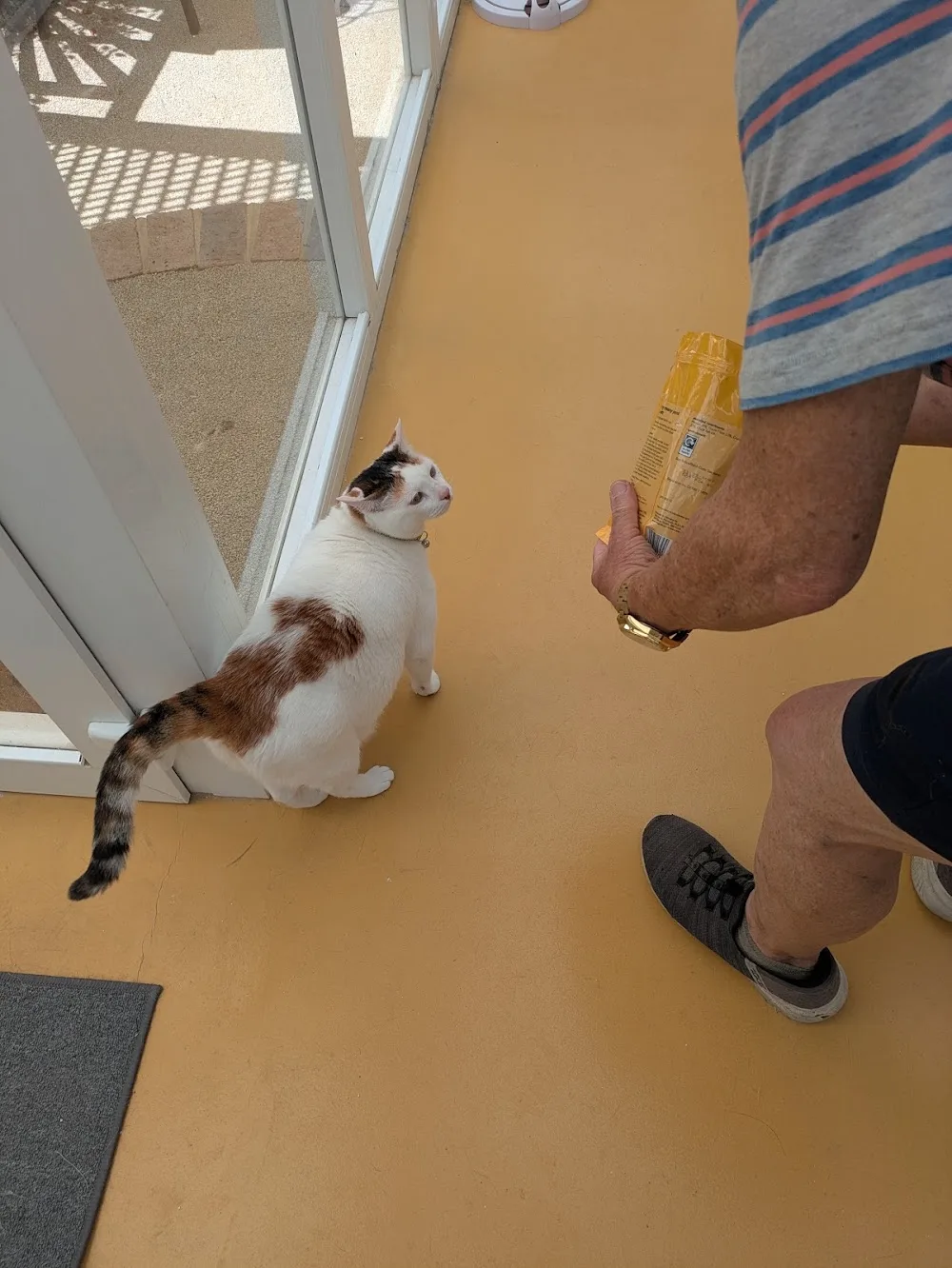 Haven Mews Cattery Limited - Brighton and Hove pet otel görseli 3
