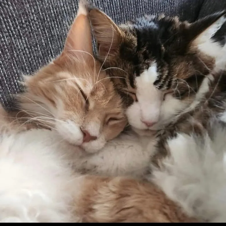 Hickstead Lodge Cattery - Brighton and Hove pet otel görseli 4