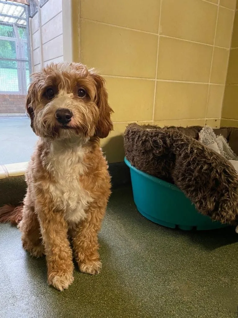 Leander Kennels - Brighton and Hove pet otel