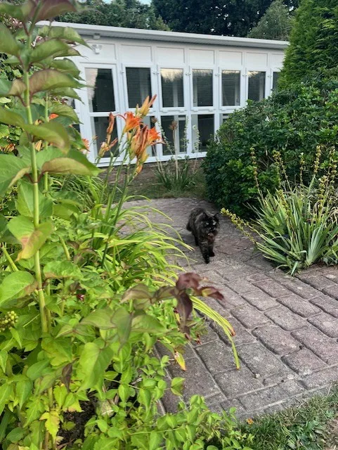 Leylands Cattery - Brighton and Hove pet otel görseli 3