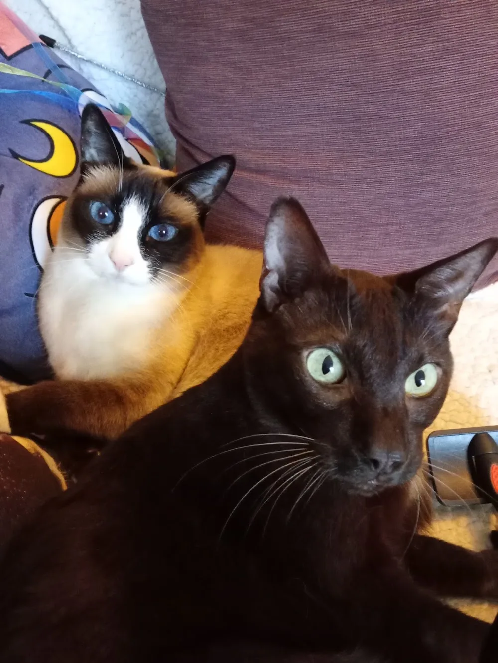 PapaCats - Brighton and Hove pet otel görseli 2