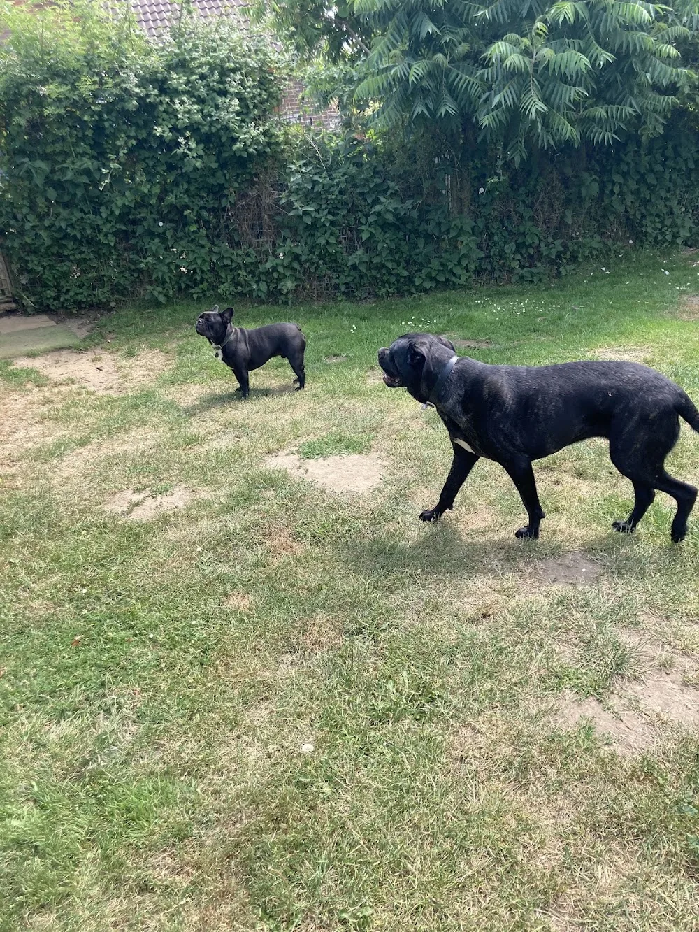 Penny Paws Kennels - Brighton and Hove pet otel görseli 3