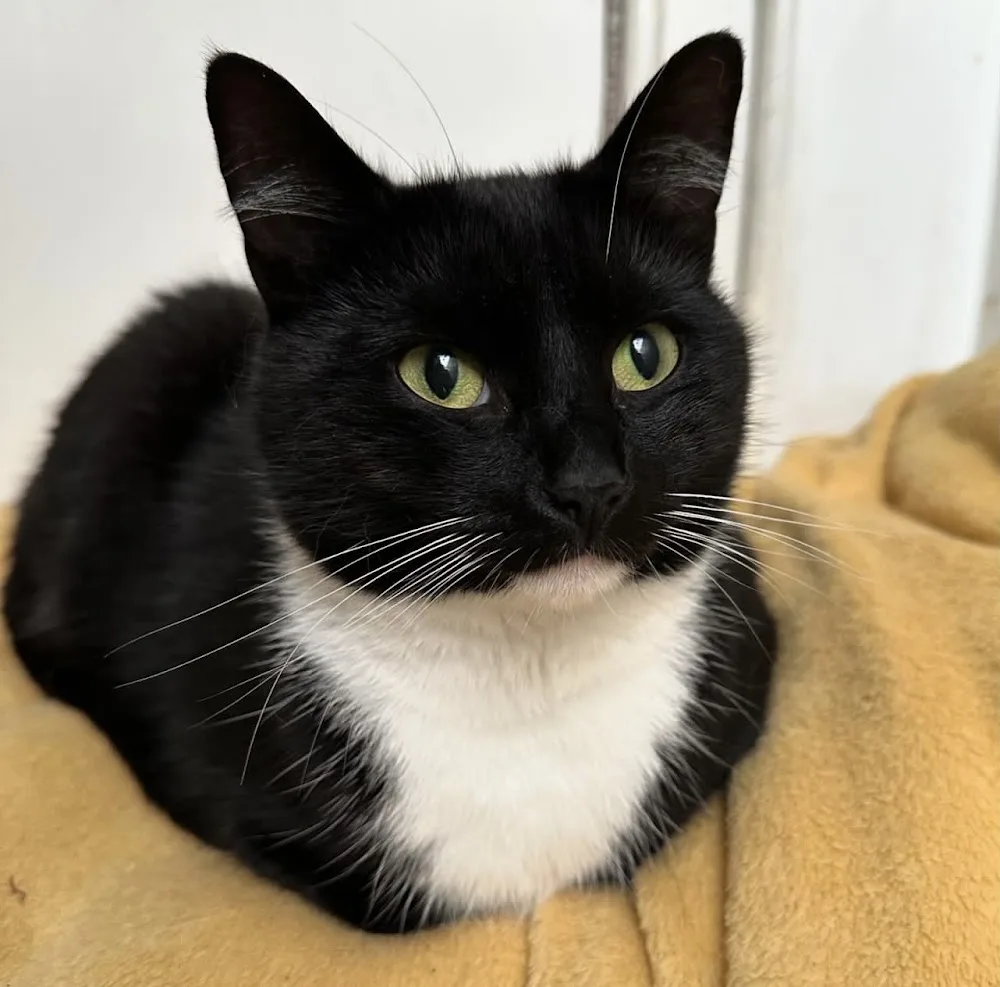 The Poynings Cat Boarding Hotel - Brighton and Hove pet otel