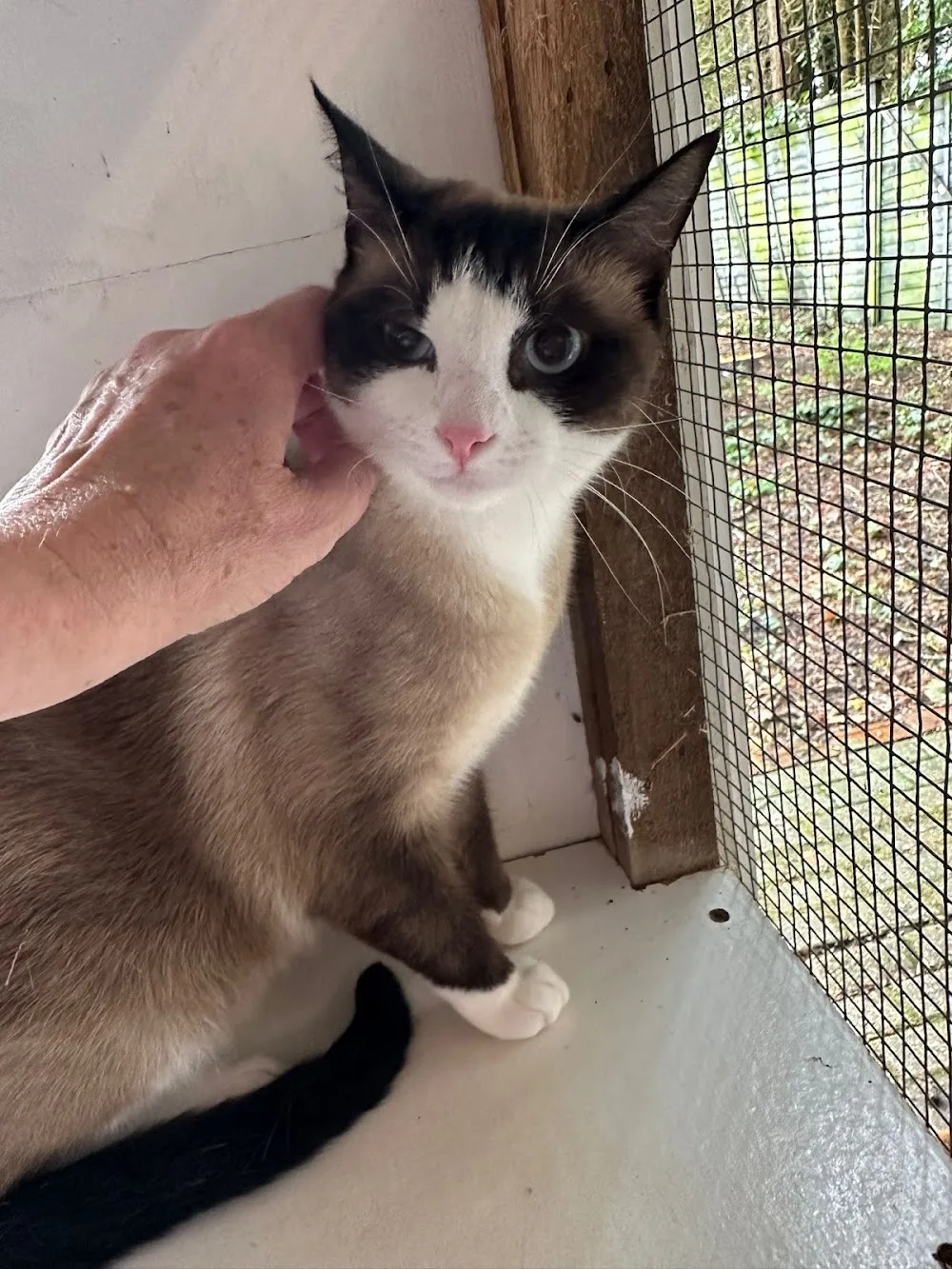 The Poynings Cat Boarding Hotel - Brighton and Hove pet otel görseli 3