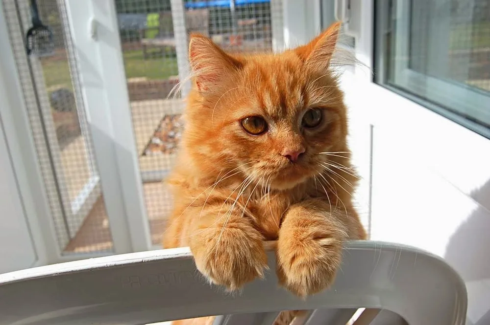 The Telscombe Cattery - Brighton and Hove pet otel görseli 3