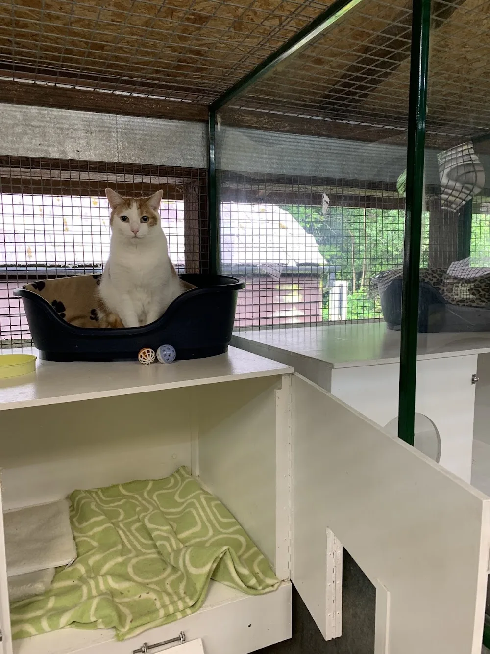 Beare Green Cattery - Brighton pet otel
