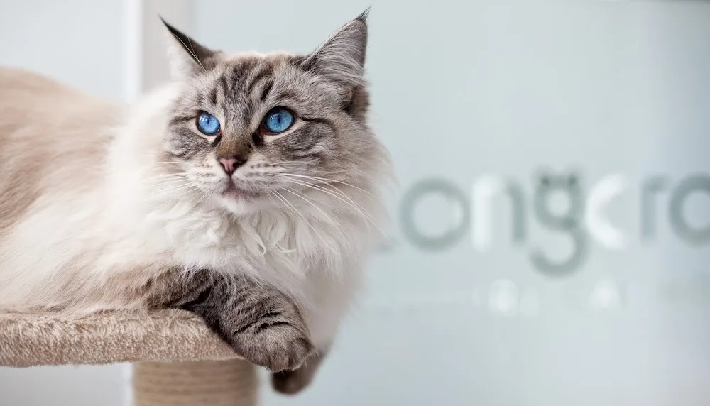 Longcroft Luxury Cat Hotel Liphook | Hampshire - Brighton pet otel