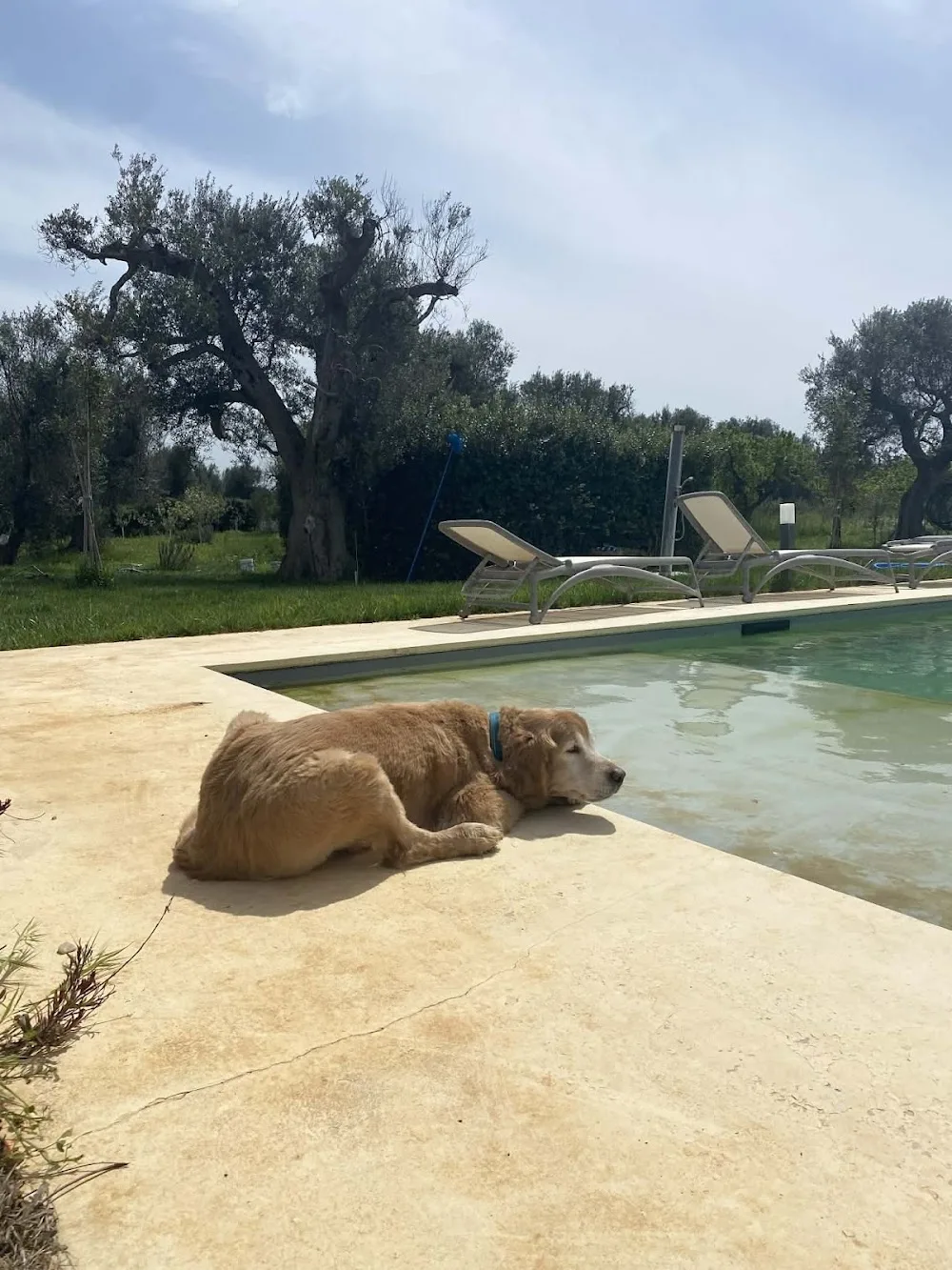 Aieni Petsitting Resort - Brindisi pet otel